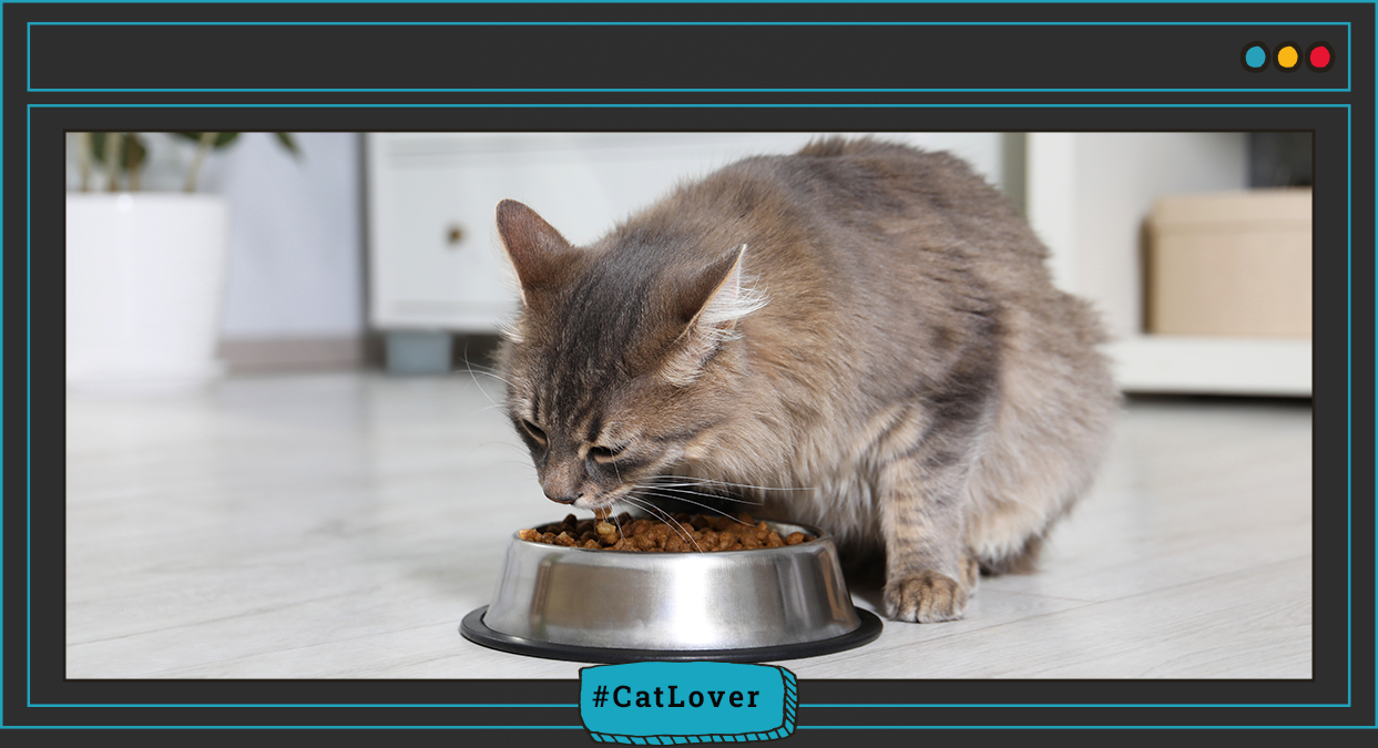 alimentación para gatos